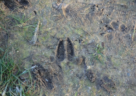 Fallow deer track