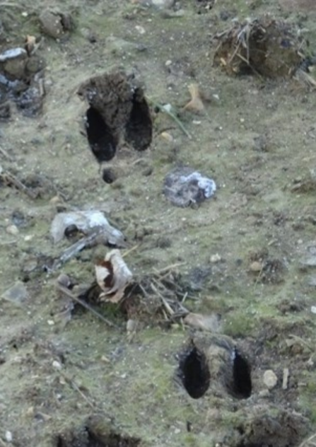 Roe deer tracks