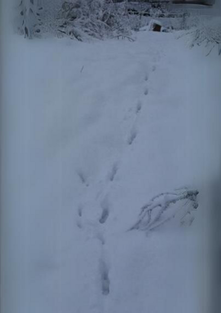 muntjac deer tracks