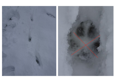 Fox tracks in the snow