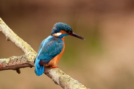 Kingfisher