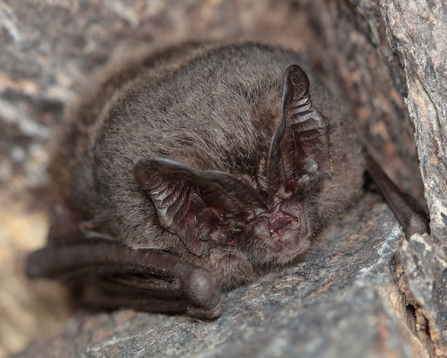 Barbastelle bat 