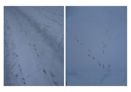 rabbit and hare tracks