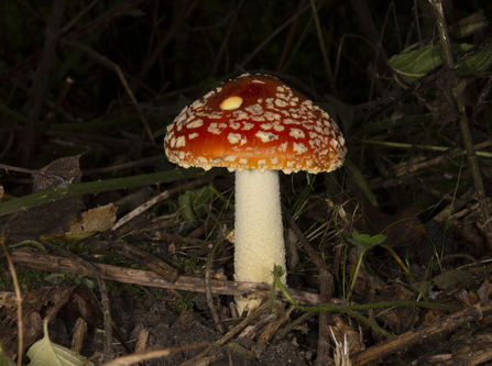 Fly agaric - Alex Acott