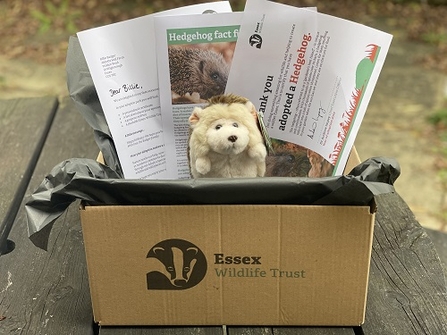 Adopt a species hedgehog gift box