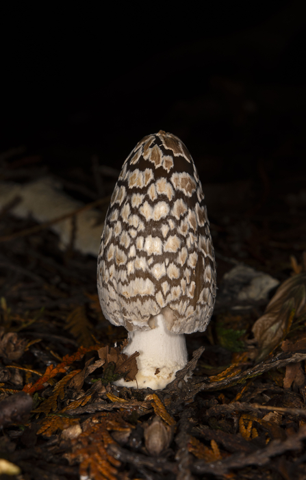 Magpie inkcap fungus 