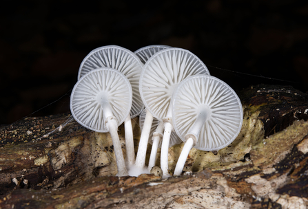 Porcelain fungus