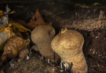 Puffball fungus