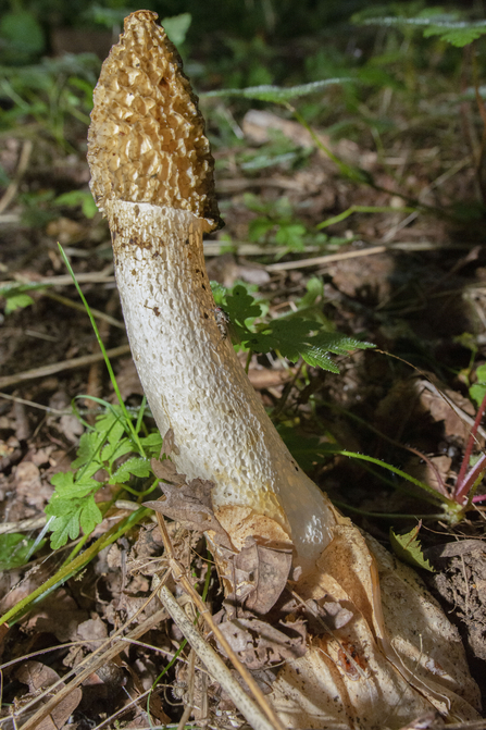 Stinkhorn mushroom