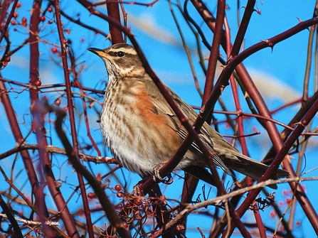 Redwing