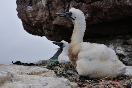 Seabirds sitting on plastic nests