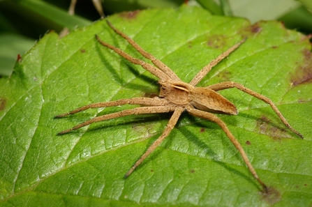 Nursery web spider