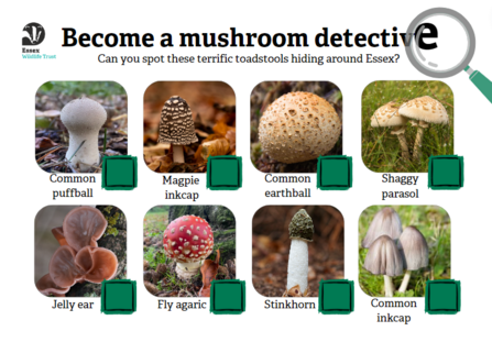 Mushroom spotter sheet