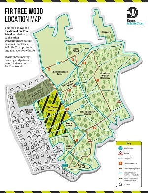 Fir tree wood map