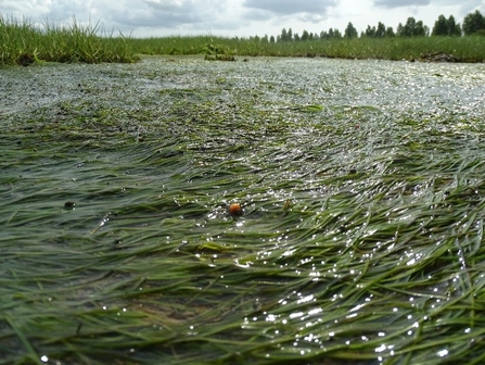 Dwarf eelgrass bed at St. Lawrence, showing seagrass on top of sea.