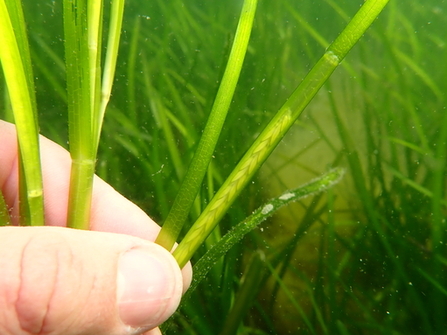 Hand showing seagrass seed in the sea.