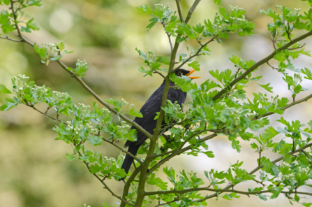 Blackbird singing in tree