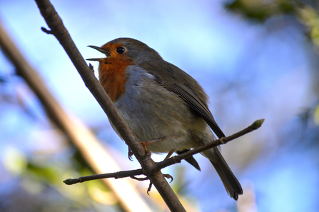 Singing robin on a branch
