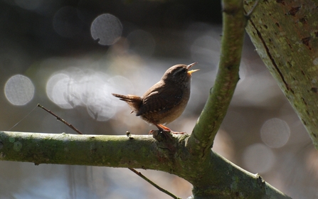 Singing wren on branch