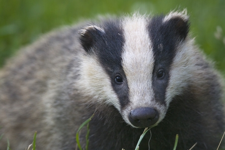 Badger - Photo Bertie Gregory 2020VISION