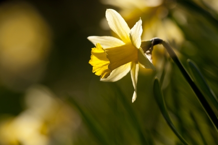 Daffodil - Photo Ross Hoddinott 2020VISION