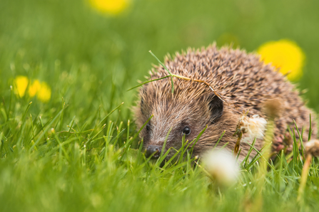 Hedgehog - Photo TJELLIS