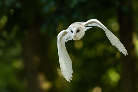 Barn Owl - Photo Thinesh Thirugnanasampanthar