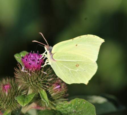 Brimstone butterfly