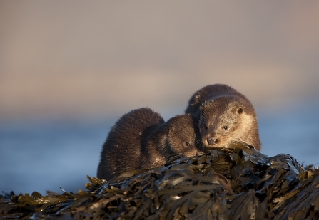 Otters - Photo: Danny Green / 2020VISION