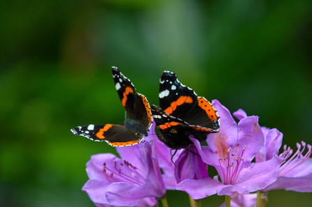 Red admiral butterflies - Photo Laura Cronin