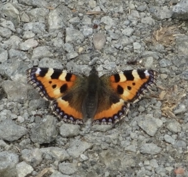 Small tortoiseshell butterfly