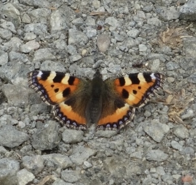 Small tortoiseshell butterfly