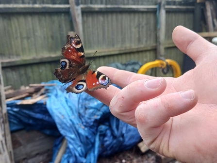 A peacock butterfly on a finger 
