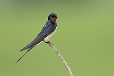 Barn Swallow - Photo Chris Gomersall 2020VISION