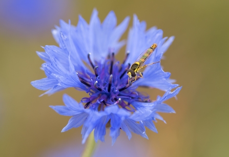 Cornflower & Sphaerophoria scripta - Photo James Adler