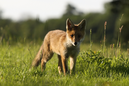 Fox cub - Photo: Jamie Hall
