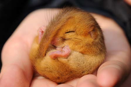 Dormouse - Photo Amy Lewis