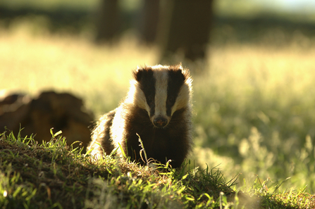 Badger - Photo: Andrew Parkinson 2020 Vision