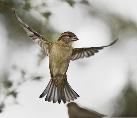 House sparrow mid-flight