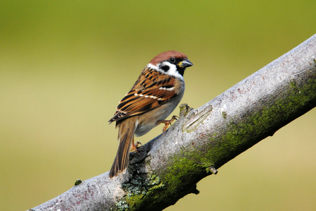 Tree sparrow perched on a branch