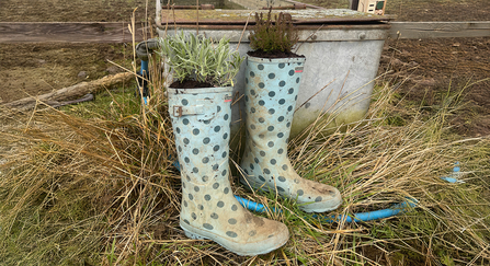 Old wellie boots with pollinator friendly plants in them