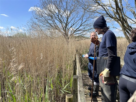 A water vole survey where people are standing on a wooden boardwalk looking into a reedbed 