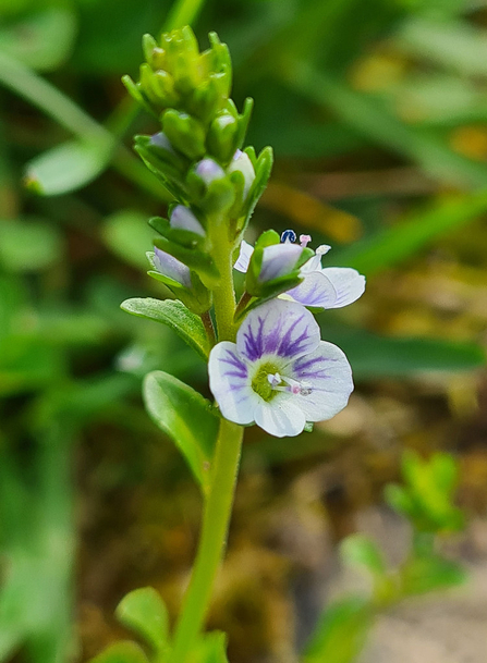 Thyme-leaved speedwell flower in a garden