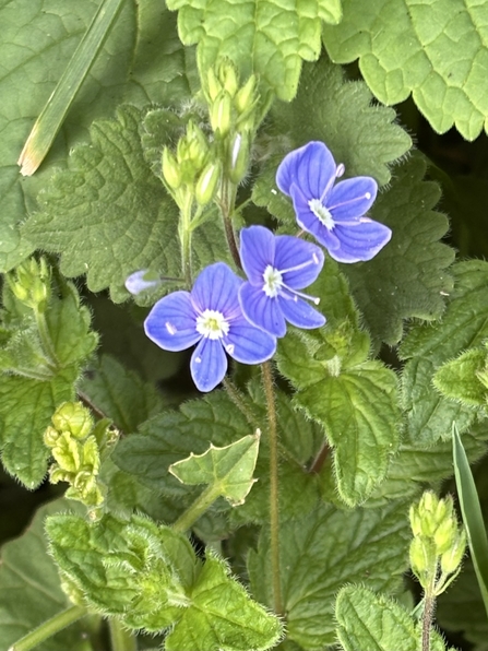 germander speedwell flowers amongst leaves