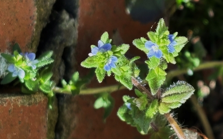 Wall speedwell growing amongst bricks
