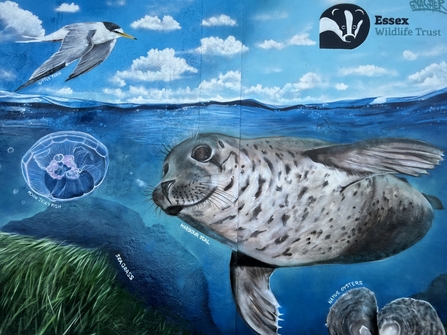 Marine mural depicting a harbour seal, moon jellyfish, little tern, native oysters and seagrass