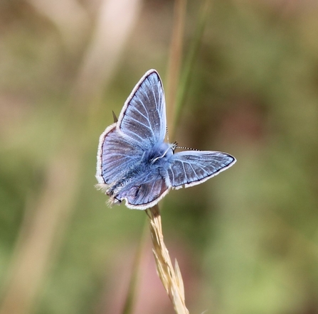 Common blue butterfly from above