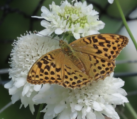 Silver-washed fritillary butterfly sits on a white flower.
