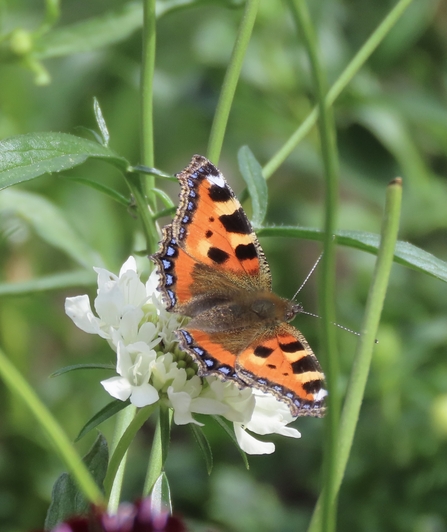 Small tortoiseshell butterfly with wings open on a flower
