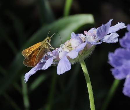 Large skipper sipping nectar from a scabious flower